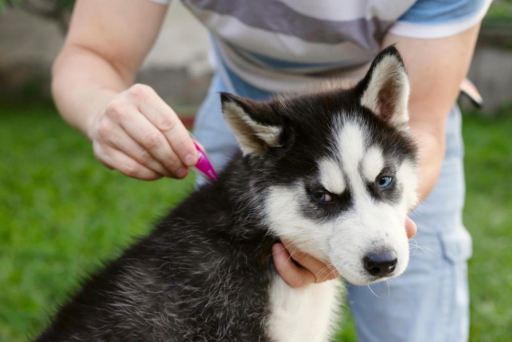 Flea and tick treatment on dog
